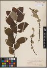 Foto von Salix caprea L.